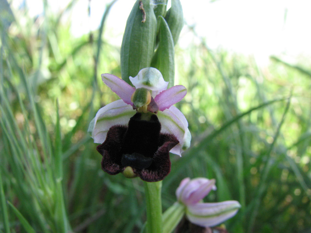 ophrys bertoloniiformis?